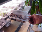 Filename=PlanterPullOut.jpg
Filesize=157KiB
Dimensions=1024x768
Date added=Sep 01, 2006 PlanterPullOut.jpg