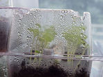 Filename=PlantersMoist.jpg
Filesize=203KiB
Dimensions=1024x768
Date added=Sep 01, 2006 PlantersMoist.jpg